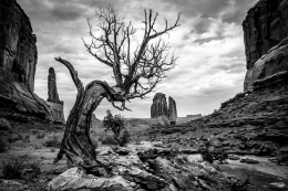 Lonely tree